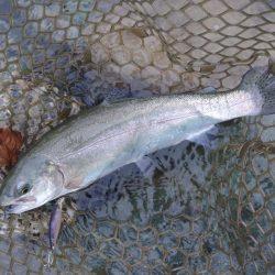 増水だ！天竜川ルアーフライ専用区